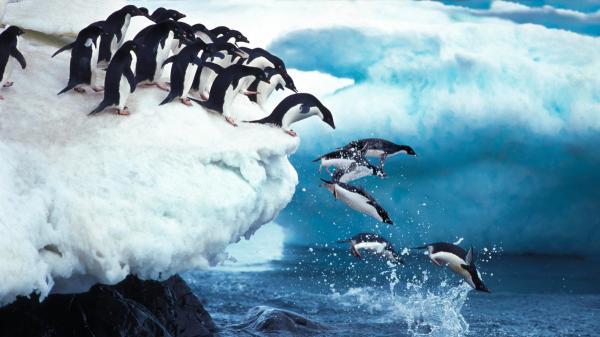 If much of the ice in Antarctica disappeared, the sea could rise up to 60 meters: this is how the planet would change - Krill, penguins and other marine animals would suffer the consequences of melting ice