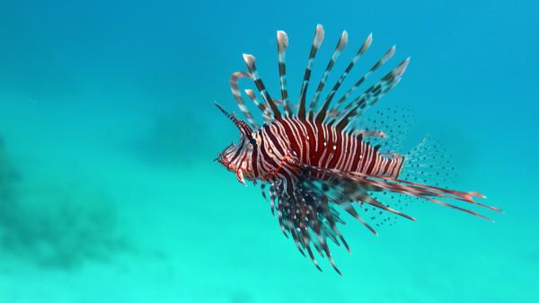 Florida eliminates more than 36,000 lionfish in its waters: the invasive species that threatens marine biodiversity - The lionfish, an invasive predator that threatens native fish