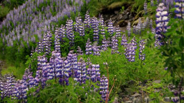 In 1945 it was planted in Iceland to stop erosion and now this invasive plant threatens the island's native flora - Nootka lupine reduces the diversity of native plants
