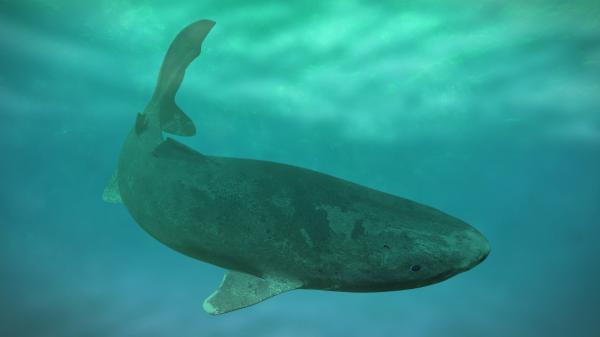 Greenland is considering whether to sacrifice 1,000 specimens of the oldest shark in the world and science questions the measure - The slowest shark in the world may exceed 400 years