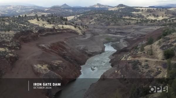 After tearing down four hydroelectric dams, an indigenous tribe sows millions of seeds to recover a historic river in the United States - The return of salmon, another key to recovering the Klamath River