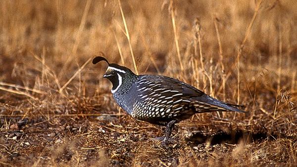 Argentina introduced California quail more than 100 years ago and now reaches Santa Cruz while continuing to expand through Patagonia - The first releases in Argentina were not always successful
