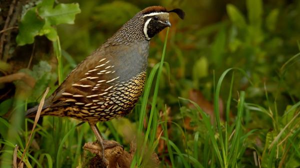 Argentina introduced quail from California more than 100 years ago and now it reaches Santa Cruz while continuing to expand through Patagonia - From Neuquén to Santa Cruz: the expansion of the quail through Patagonia