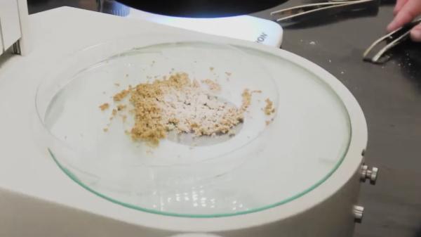 A scientist buried 20 bottles with seeds in 1879 and they are still digging them up: the experiment that can last until 2100 - 141-year-old seeds could still germinate