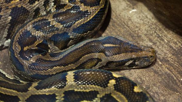 Native vultures devour eggs of the invasive Burmese python, opening a new path to slowing its expansion in the Everglades - Why it is so difficult to stop the spread of the Burmese python in Florida