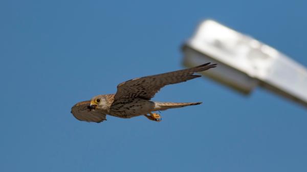 Six species of birds of prey find refuge in a solar plant in Seville: they use it to hunt and rest - What are the six species of birds of prey observed?