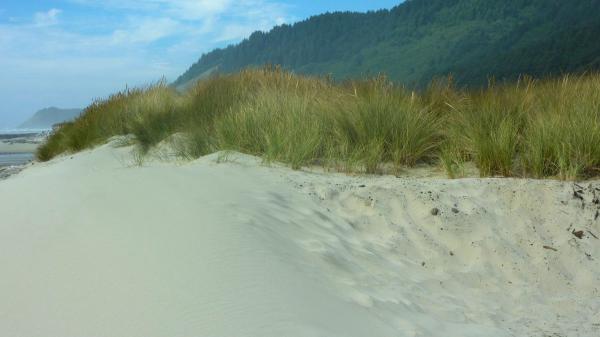 In 1910, Oregon planted a European grass to stabilize its dunes and ended up transforming its entire coastline - a natural process that invasive species accelerated