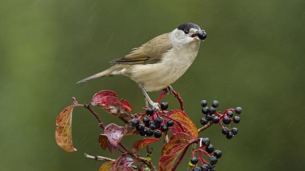 The little thrush that can transport seeds more than 500 kilometers: this is how it helps plants expand - Small seeds can travel further