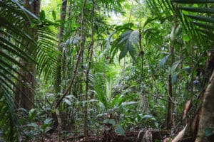 A $700 billion treasure trove of potential drugs lies hidden in tropical forests