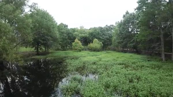 A Mississippi couple spent 20 years rebuilding a forest on their property and this summer conservation agents arrived with 500 rare frogs from the United States to release them - For 20 years they recovered a forest that was severely degraded