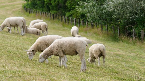 A family bought this Australian island to raise sheep and 50 years later they are turning it into a refuge for endangered species - The last sheep have already left the island after almost 50 years of livestock activity