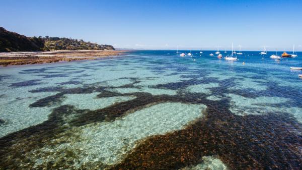 A family bought this Australian island to raise sheep and 50 years later is turning it into a refuge for endangered species - The challenge that has put the project in check: eliminating cats, rats and mice from the island