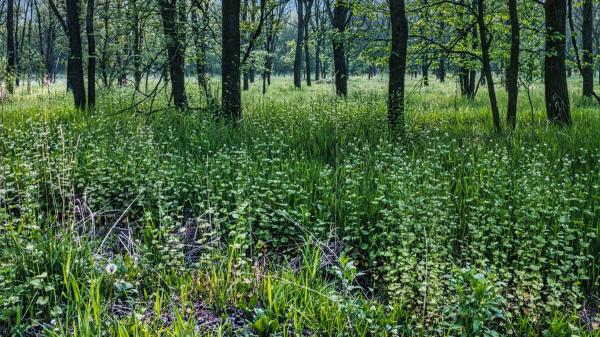 A farmer abandoned the cultivation of a 152 hectare farm in 1988: 38 years later it has become a refuge for animals - Why stopping cultivation of a piece of land can favor the recovery of vegetation and fauna