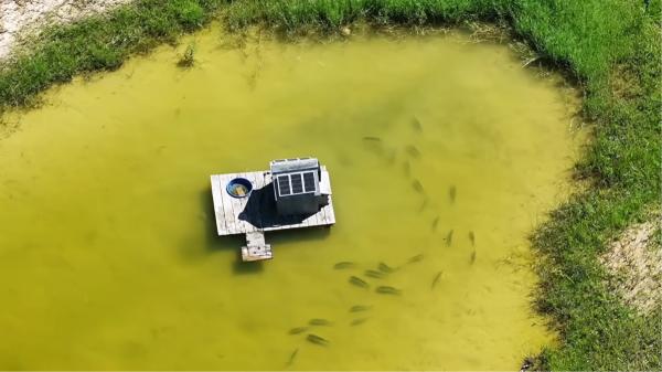 A man builds a lake to raise fish and 1,000 days later it becomes a refuge for eagles, deer and owls - From a peanut field to a lake of more than two hectares