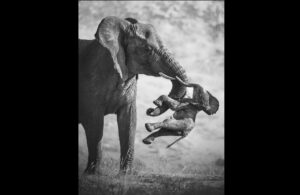 A punch in the stomach: the photo that won the Wildlife Photographer of the Year 2026 is by an Italian