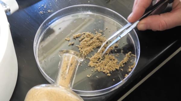 A scientist buried 20 bottles with seeds in 1879 and they are still digging them up: the experiment that can last until 2100 - The experiment began with 20 bottles buried in 1879