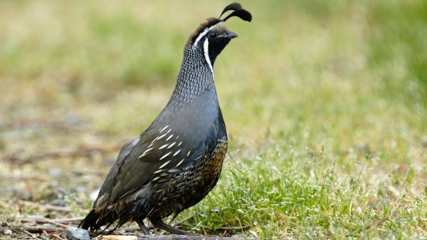 Argentina introduced California quail more than 100 years ago and now it reaches Santa Cruz while continuing to expand through Patagonia - This is the California quail, the bird native to North America
