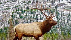 Between 1997 and 2002 they released 1,541 Canadian deer in former open-pit coal mines: 25 years later there are about 13,000
