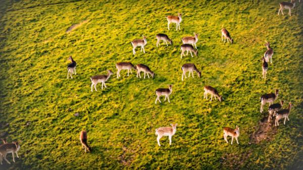 Between 1997 and 2002 they released 1,541 Canadian deer in old open-pit coal mines: 25 years later there are about 13,000 - The old coal mines ended up offering something the elk needed