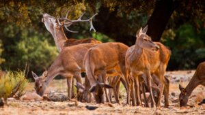 Deer and wild boar make the survival of this Doñana tree difficult, but they are not the only cause: scientists have discovered an ecological paradox