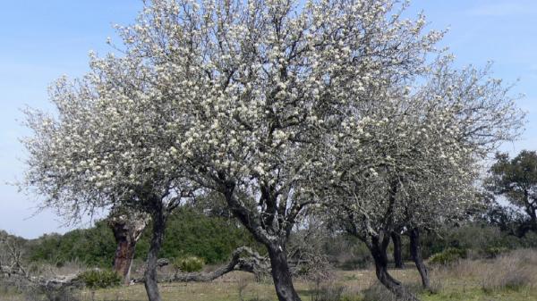 Deer and wild boar make the survival of this Doñana tree difficult, but they are not the only cause: scientists have discovered an ecological paradox - Almost 20 years of data show that the tree has problems regenerating