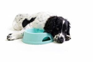 Dog and cat food: here’s how to prepare the perfect bowl