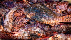 Florida eliminates more than 36,000 lionfish in its waters: the invasive species that threatens marine biodiversity