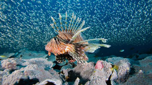 Florida removes more than 36,000 lionfish from its waters: the invasive species that threatens marine biodiversity - Florida removes more than 36,000 lionfish in a record campaign