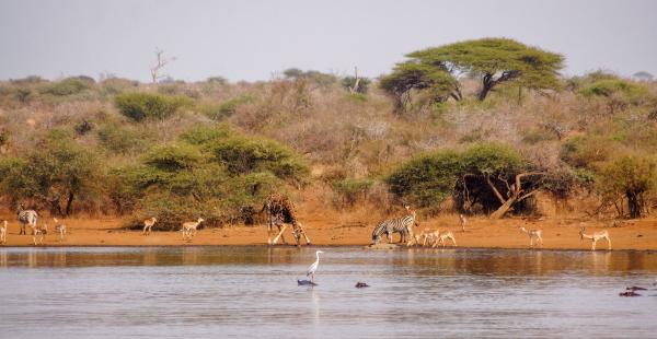 From 11 livestock farms to a reserve of 27,000 hectares: the project that managed to return elephants, rhinos and large predators to South Africa - First they had to recover a very degraded landscape
