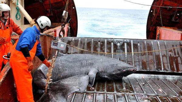 Greenland considers whether to cull 1,000 specimens of the world's oldest shark and science questions the measure - The plan to cull 1,000 Greenland sharks