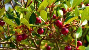 In 1825 they took this tree to Hawaii to feed the population: 200 years later it is an invasive species that they are trying to control with drones and insects