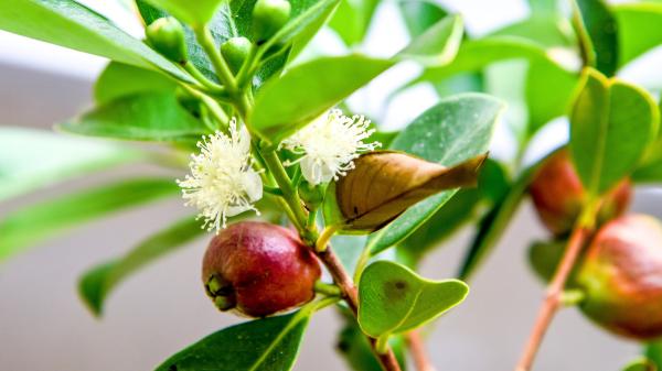 In 1825 they took this tree to Hawaii to feed the population: 200 years later it is an invasive species that they are trying to control with drones and insects - The tree that arrived in Hawaii from Brazil 200 years ago