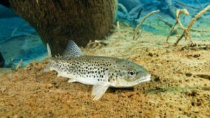 In 1864, Tasmania introduced brown trout for sport fishing: 162 years later, it created trout-free refuges to save a native fish of which 6,000 remain.