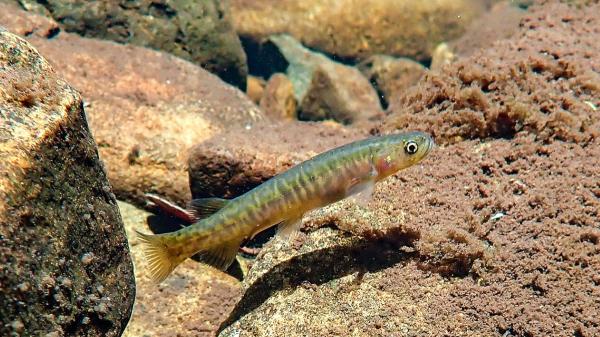 In 1864 Tasmania introduced brown trout for sport fishing: 162 years later it created trout-free refuges to save a native fish of which 6,000 specimens remain - the small Tasmanian fish that does not exist anywhere else in the world