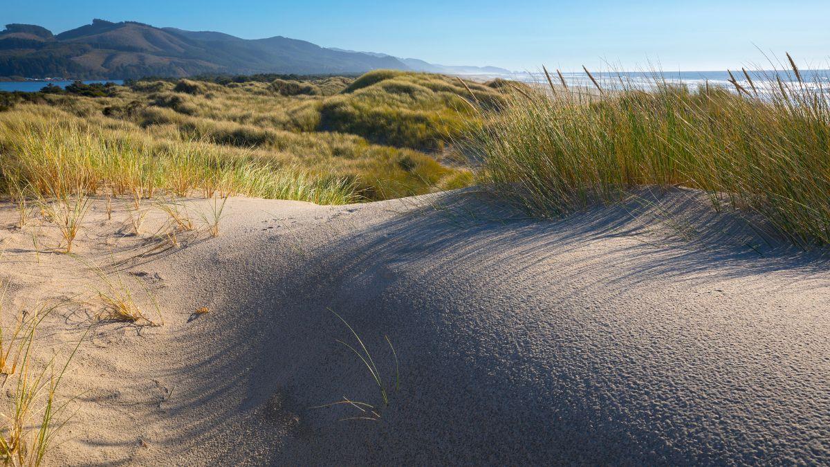 In 1910, Oregon planted a European grass to stabilize its dunes and ended up transforming its entire coastline