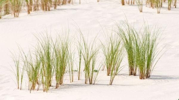 In 1910, Oregon planted a European grass to stabilize its dunes and ended up transforming its entire coastline - The introduction of European grass that changed Oregon's dunes