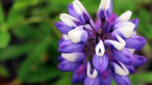 In 1945 it was planted in Iceland to stop erosion and now this invasive plant threatens the island’s native flora.