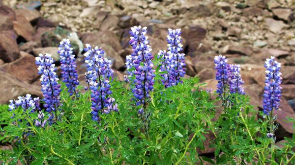 In 1945 it was planted in Iceland to stop erosion and now this invasive plant threatens the island's native flora - The plant that Iceland introduced to recover its soil and stop erosion
