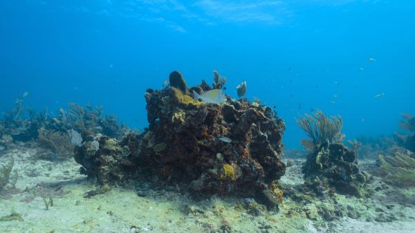 In 1972, Florida threw up to two million tires into the sea to create a reef and it went wrong: 50 years later they are still being removed - The plan seemed perfect: turn millions of used tires into a reef