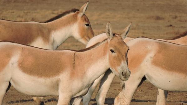 In 1982 they reintroduced 28 wild donkeys into the desert: 40 years later they have transformed the ecosystem naturally - From 28 wild donkeys to a population that once again occupied the desert
