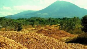 In 1998 they covered degraded land with 12,000 tons of orange peels: 16 years later it was a forest