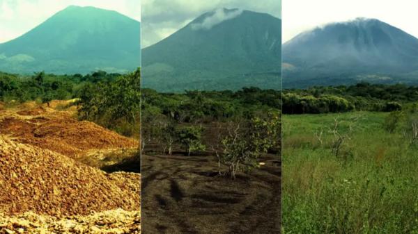 In 1998 they covered a degraded land with 12,000 tons of orange peels: 16 years later it was a forest - How the orange peel experiment began