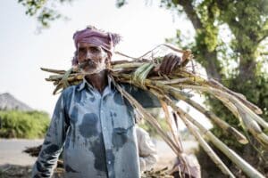 In India there is a lack of sugar (and it is also a problem for petrol)