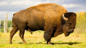 Mexico reintroduced 47 bison after more than 100 years missing: months later, nature begins to recover the ecosystem