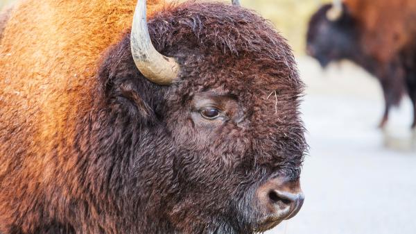 Mexico reintroduced 47 bison after more than 100 years missing: months later, nature begins to recover the ecosystem - 47 bison returned in 2025 after more than a century of absence