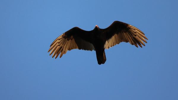 Native vultures devour eggs of invasive Burmese python, opening new avenue to curb expansion in Everglades - Researchers found four vultures devouring python eggs