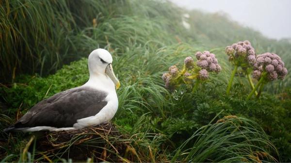 New Zealand prepares massive operation on three islands to eliminate invasive species and recover the kākāpō - Three islands and one huge goal: eliminate invasive species