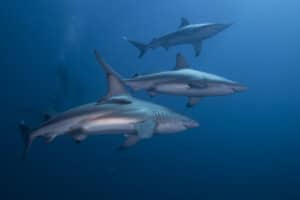 Not just smell, sharks hear very well