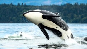 Scientists discover that orcas and dolphins have reached an evolutionary point of “no return” and will not be able to return to dry land