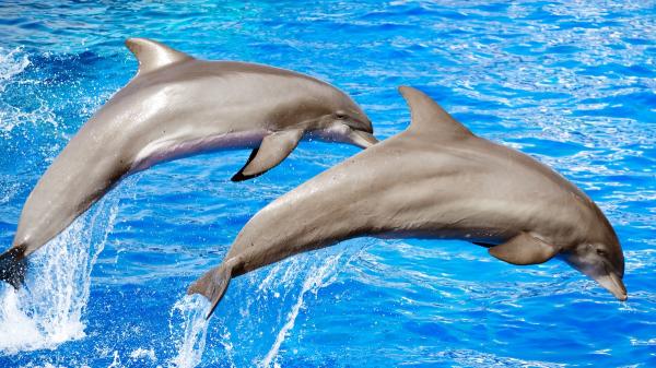 Scientists discover that orcas and dolphins have reached an evolutionary point of